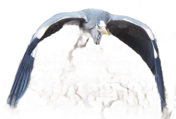 Open Source Photography